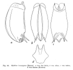 Mytilina brevispina