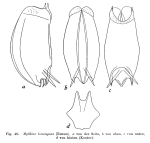 Mytilina brevispina