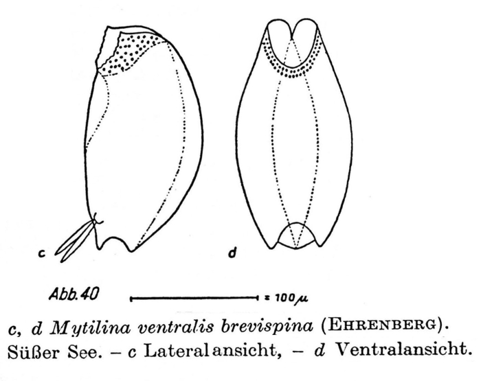 Mytilina brevispina Mytilina brevispina
