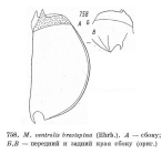 Mytilina brevispina