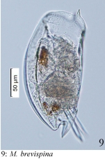 Mytilina brevispina