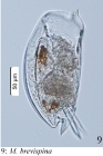 Mytilina brevispina