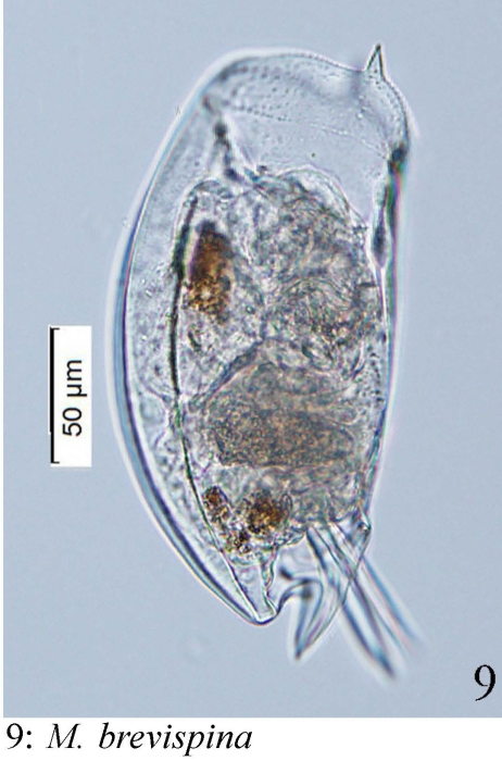 Mytilina brevispina Mytilina brevispina