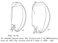 Mytilina brevispina