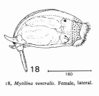 Mytilina brevispina