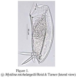 Mytilina brevispina