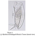 Mytilina brevispina