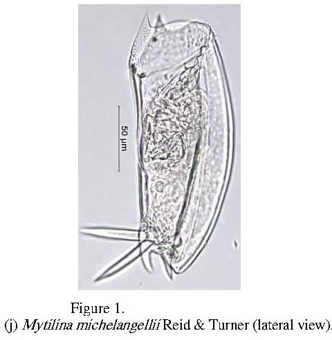 Mytilina brevispina