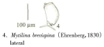 Mytilina brevispina