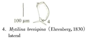 Mytilina brevispina