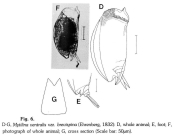 Mytilina brevispina