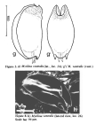 Mytilina brevispina