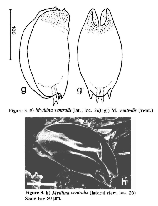 Mytilina brevispina Mytilina brevispina