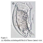 Mytilina brevispina