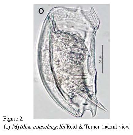 Mytilina brevispina Mytilina brevispina
