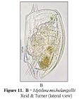 Mytilina brevispina