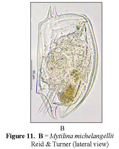 Mytilina brevispina Mytilina brevispina