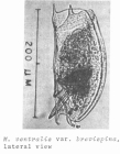 Mytilina brevispina