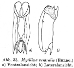 Mytilina brevispina
