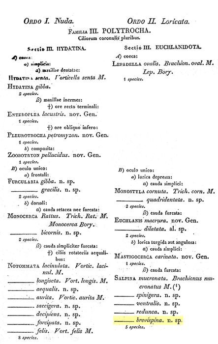 Mytilina brevispina Mytilina brevispina