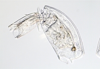 Mytilina brevispina