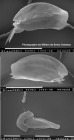 Mytilina brevispina