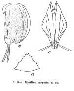 Mytilina carpatica - Original description image