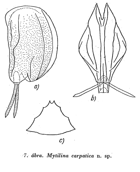 Mytilina carpatica - Original description image