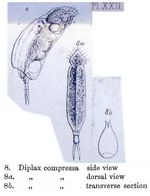 Mytilina compressa