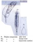 Mytilina compressa