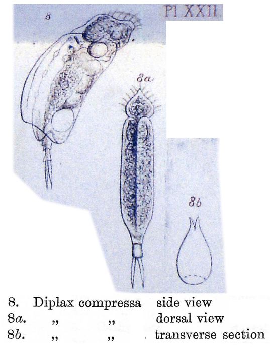 Mytilina compressa Mytilina compressa
