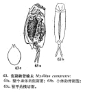 Mytilina compressa