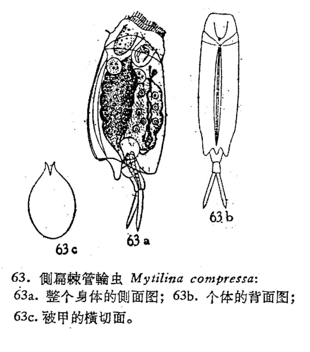 Mytilina compressa