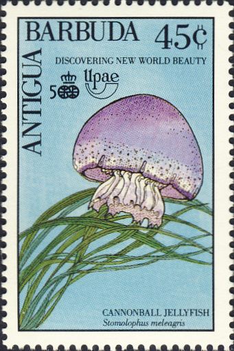 Stomolophus meleagris Stomolophus meleagris
