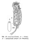 Mytilina compressa