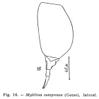 Mytilina compressa