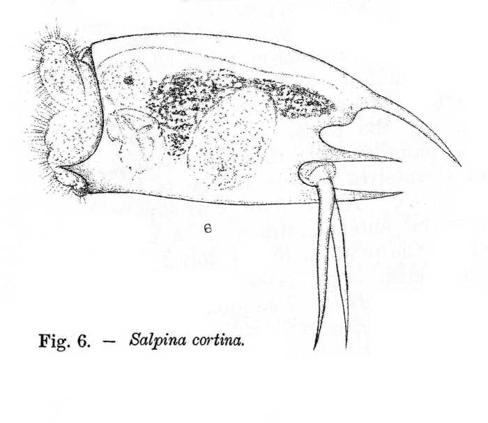 Mytilina cortina