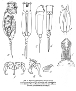 Mytilina crassipes