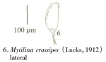 Mytilina crassipes
