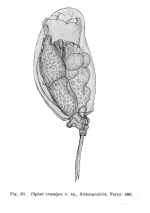 Mytilina crassipes