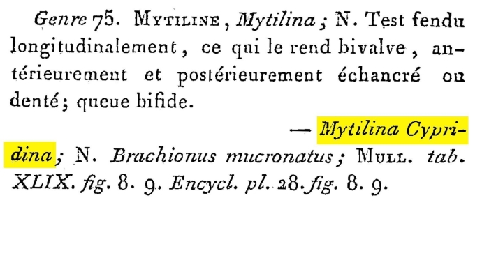 Mytilina cypridina - Original description image