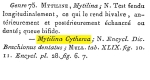 Mytilina cytherea - Original description image