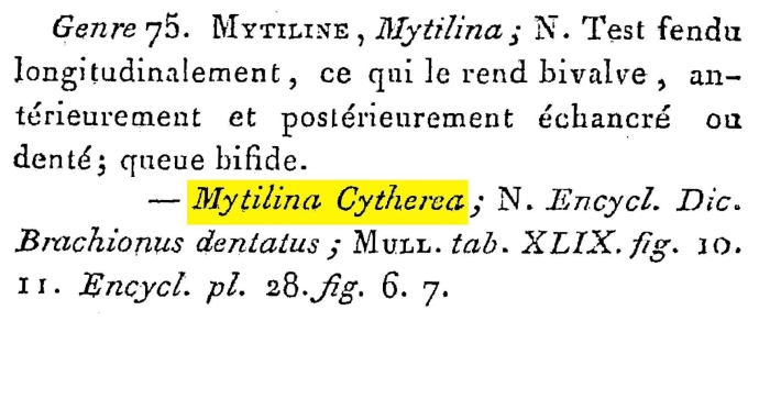 Mytilina cytherea - Original description image
