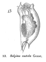 Mytilina eustala