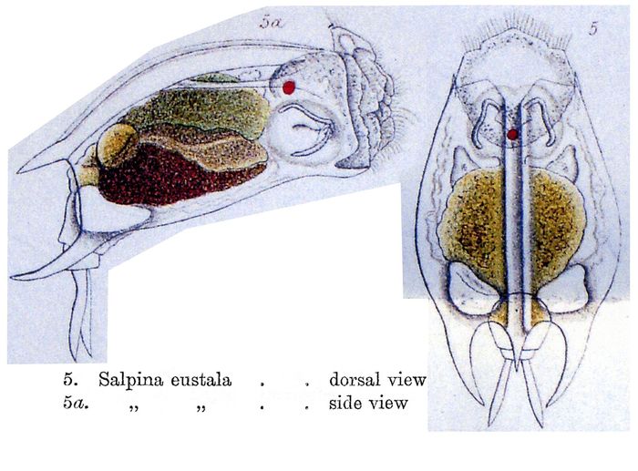 Mytilina eustala - Original description image