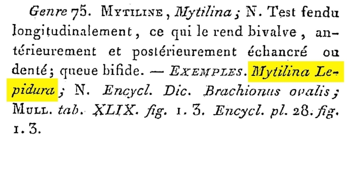 Mytilina lepidura - Original description image