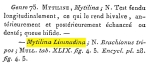 Mytilina limnadina