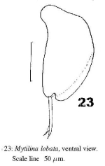Mytilina lobata