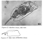 Mytilina lobata - Original description image