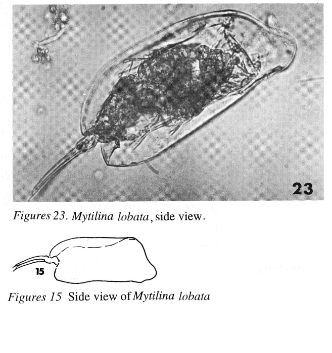 Mytilina lobata - Original description image